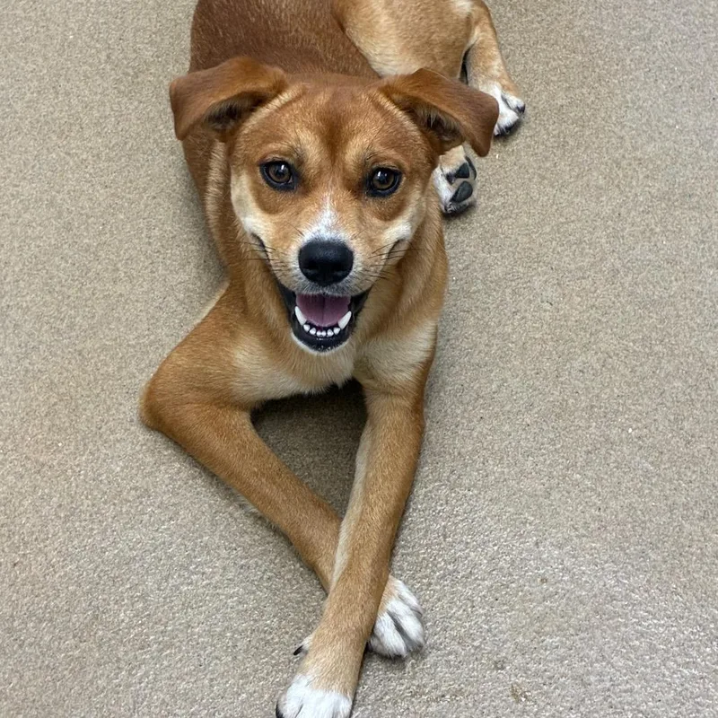 A young small-sized male Shiba Inu dog named Pete for adoption in Danbury, CT