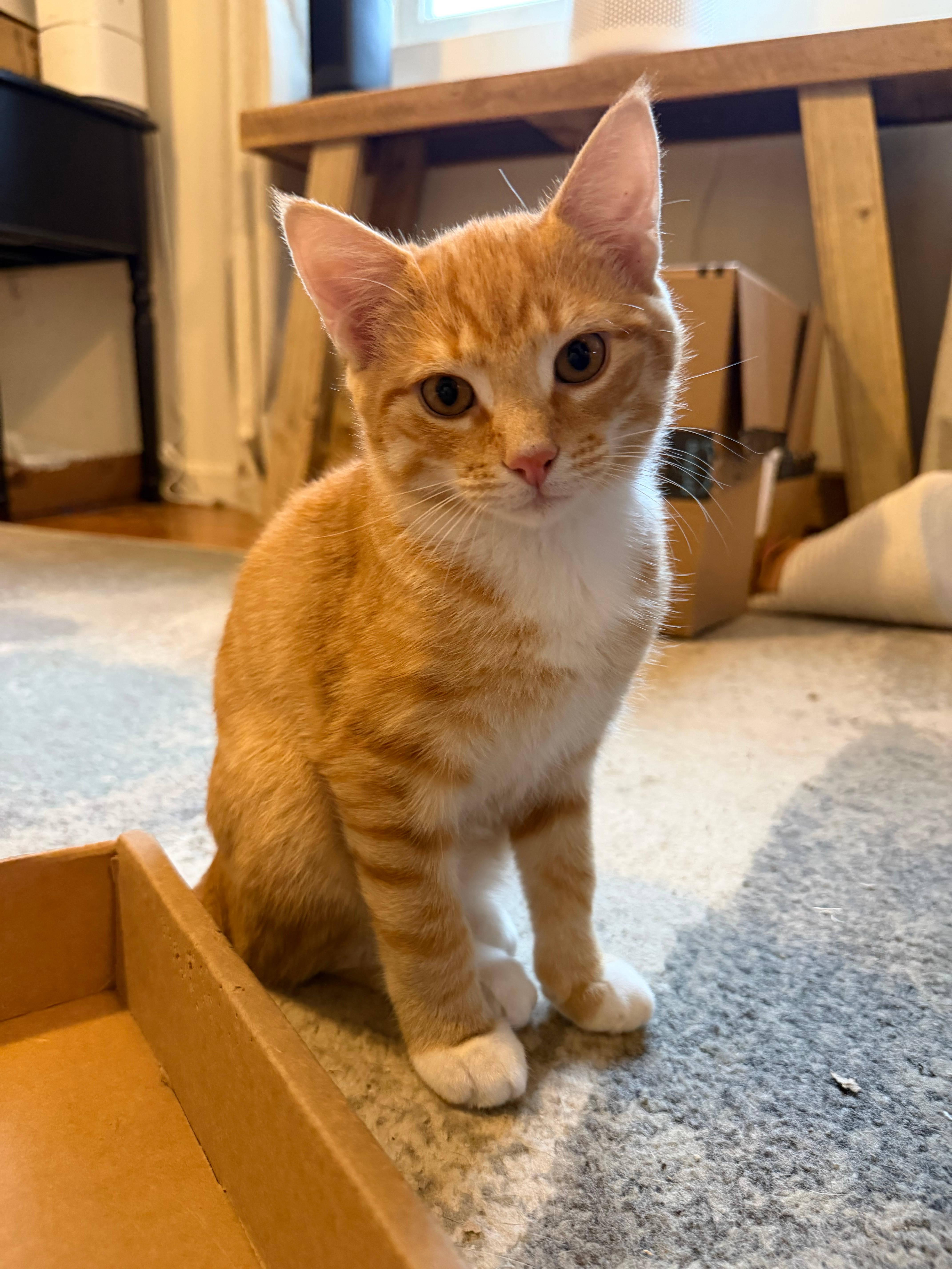 A baby medium-sized male Domestic Short Hair cat named Freddy and Tyler for adoption in Melrose, MA
