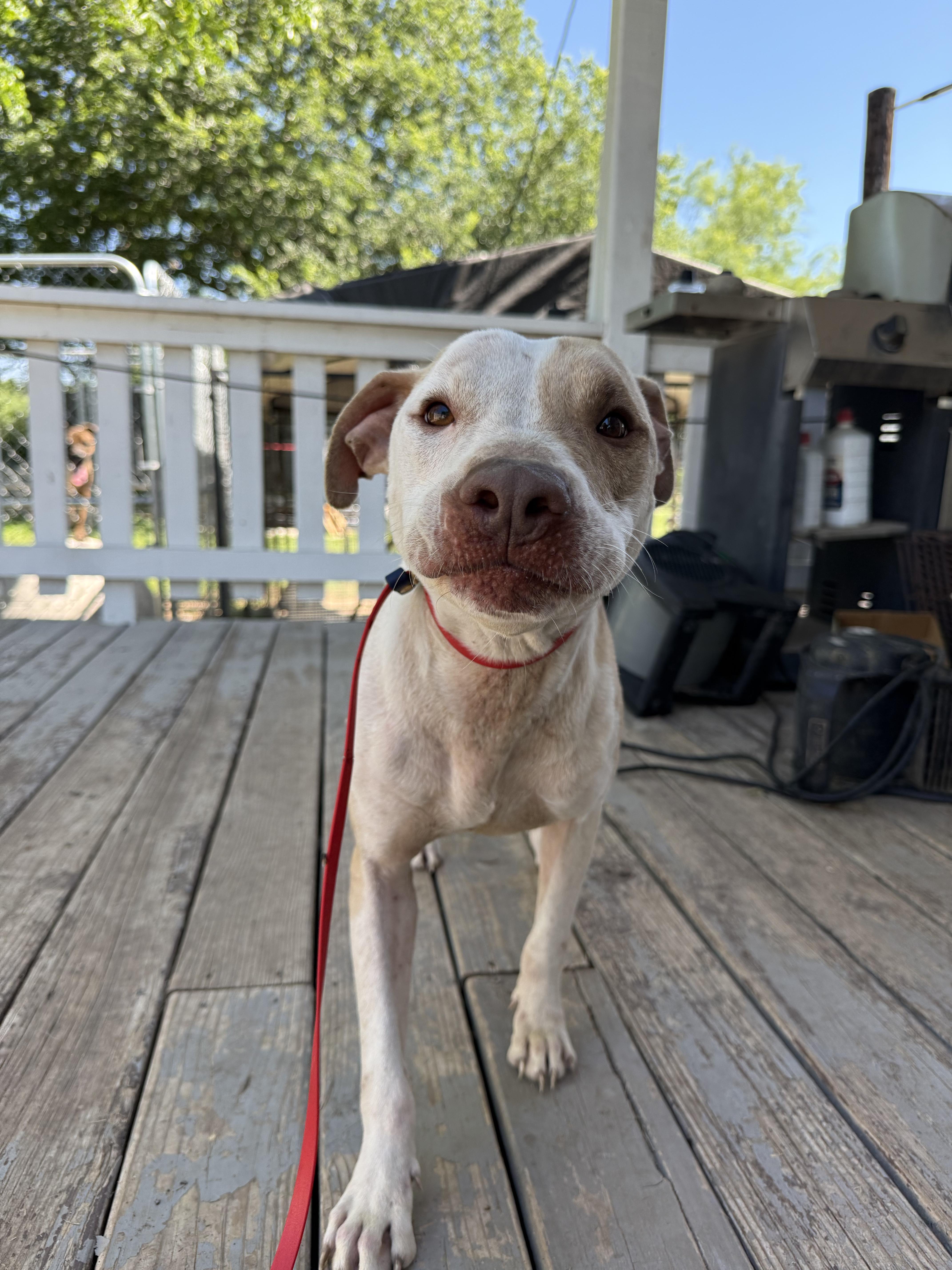 An adult large-sized male White / Cream Boxer dog named Warrior for adoption in San Antonio, TX