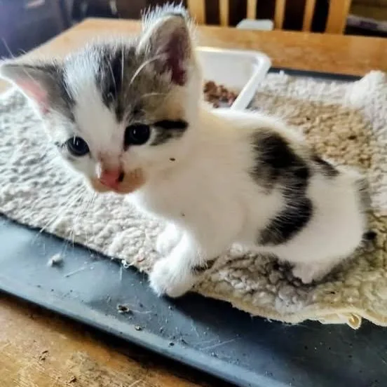 A baby small-sized male Brown / Chocolate Domestic Short Hair cat named Ray Stantz for adoption in Granville, OH