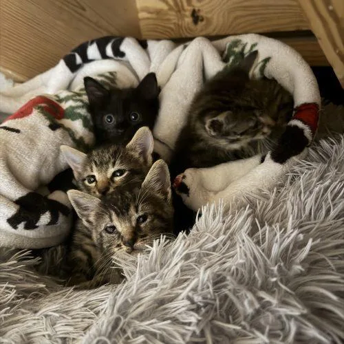 A baby small-sized female Tabby (Tiger Striped) American Shorthair cat named Cori for adoption in Paulina, LA