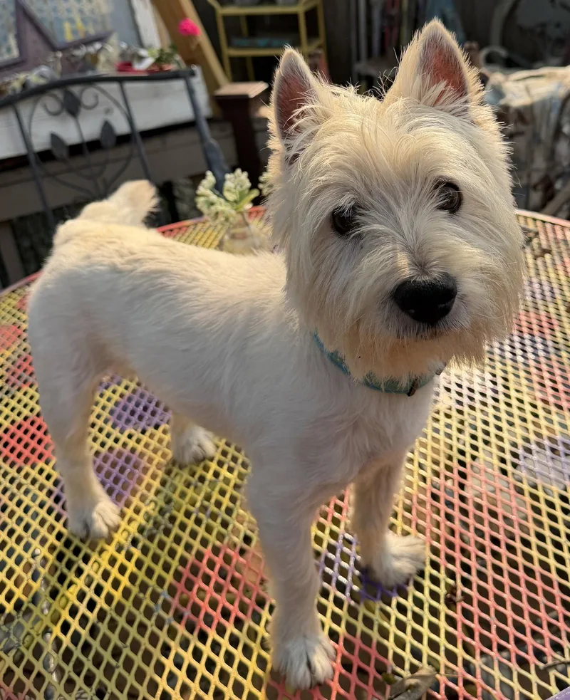 An adult medium-sized male West Highland White Terrier / Westie dog named Eddie for adoption in Sioux Falls, SD