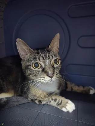 A senior medium-sized female Domestic Short Hair cat named Dori for adoption in Savannah, GA