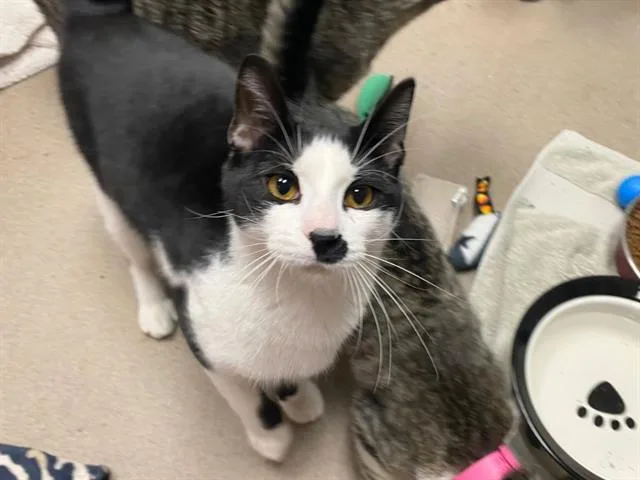 A young medium-sized male Domestic Short Hair cat named Mico for adoption in Fort Wayne, IN