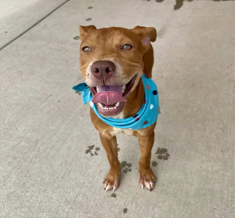 A young small-sized female Pit Bull Terrier dog named Birdie for adoption in Tulsa, OK