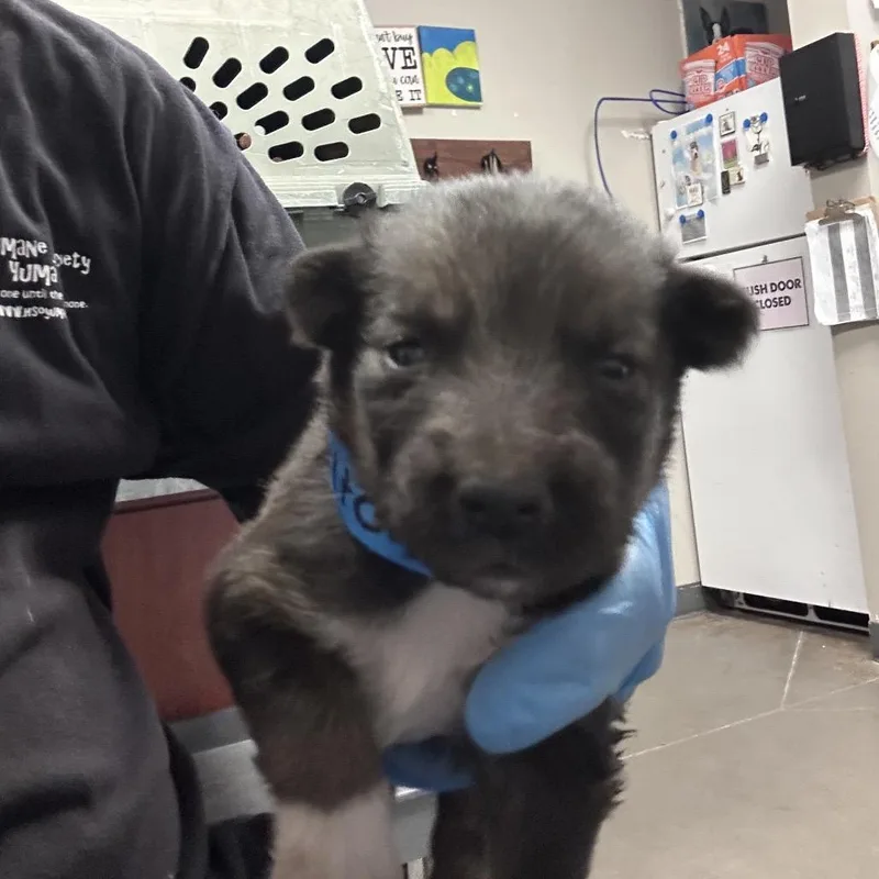 A baby small-sized male Shepherd dog named Bones for adoption in Yuma, AZ