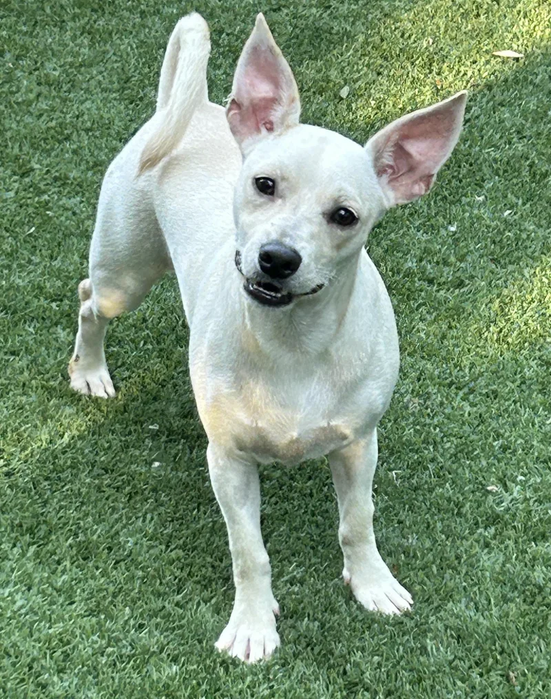 A young small-sized male White / Cream Schnauzer dog named Jack for adoption in Sarasota, FL