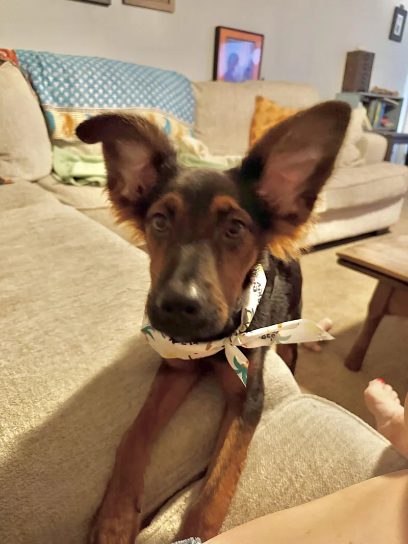 A young medium-sized female Australian Shepherd dog named Holly for adoption in Virginia Beach, VA
