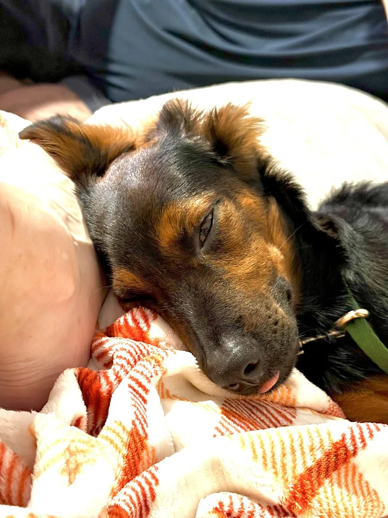Holly thumbnail 3