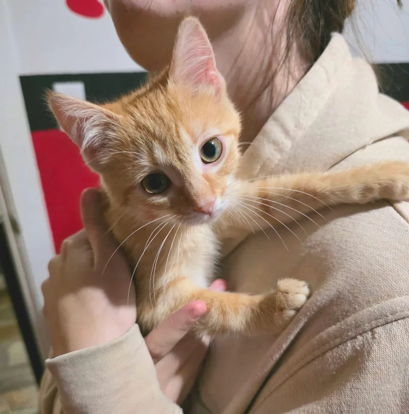 A baby medium-sized male Orange & White Domestic Short Hair cat named Everest for adoption in Saginaw, MI