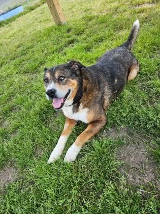 A senior large-sized male Mixed Breed dog named Chandler Fka Unctitus for adoption in West Chester, PA