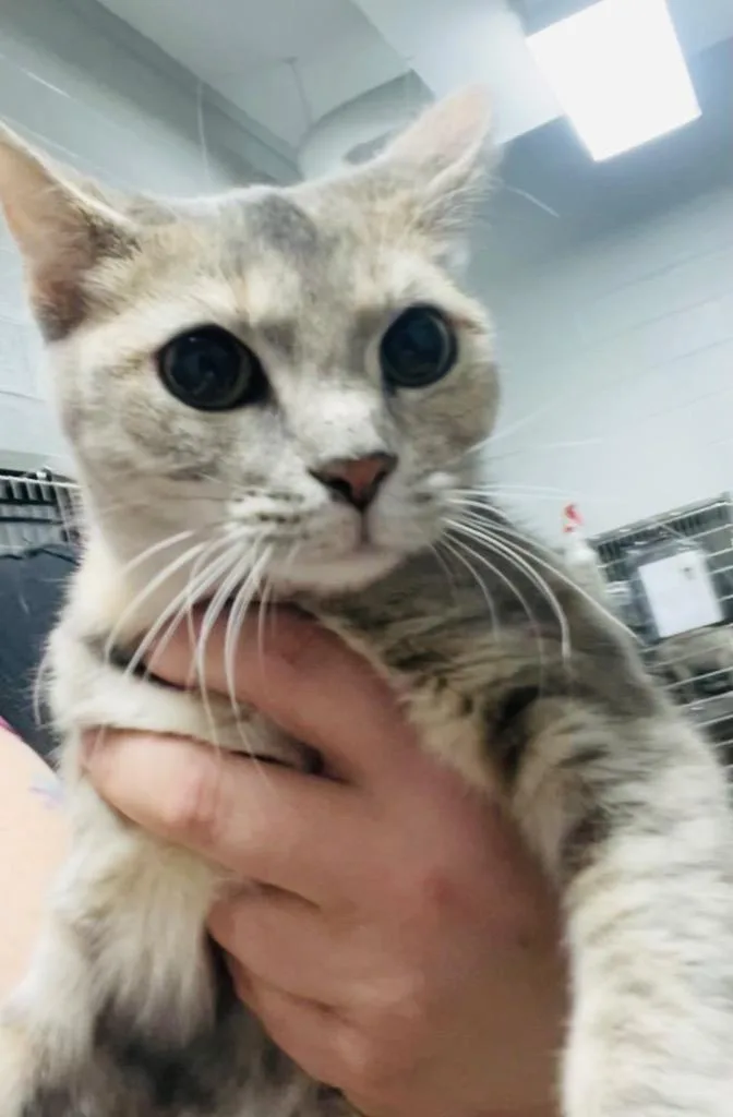 A baby medium-sized female Domestic Short Hair cat named Phoebe for adoption in Henderson, NC