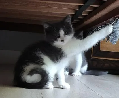 A baby small-sized male Domestic Short Hair cat named Gusano for adoption in Bellevue, WA