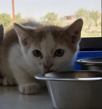 A baby small-sized male Domestic Medium Hair cat named Frederick for adoption in Brighton, CO