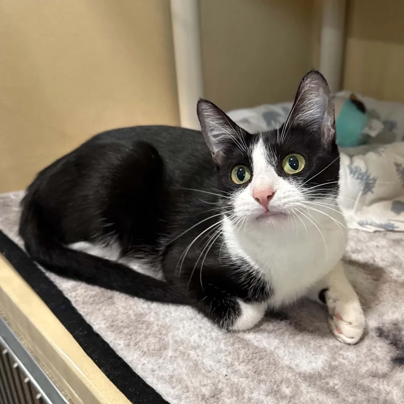An adult medium-sized female Domestic Short Hair cat named Mrs. Grady for adoption in Penn Yan, NY
