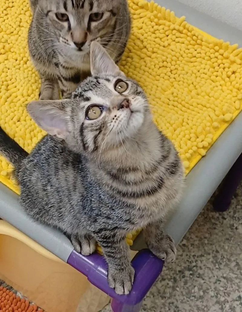 A baby medium-sized male Tabby cat named Rhoads for adoption in Bay City, MI