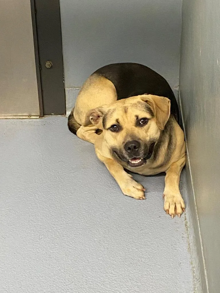 A young large-sized male Mixed Breed dog named Remy for adoption in Cartersville , GA