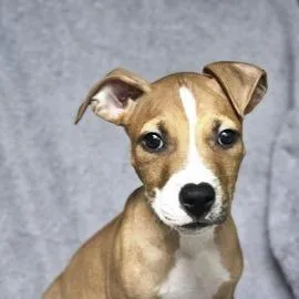 A baby small-sized male Yellow / Tan / Blond / Fawn Mixed Breed dog named Gabe for adoption in Falls Church, VA