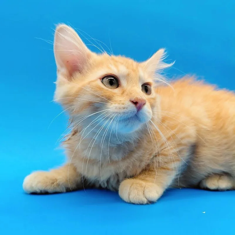 Peanut Butter thumbnail 2