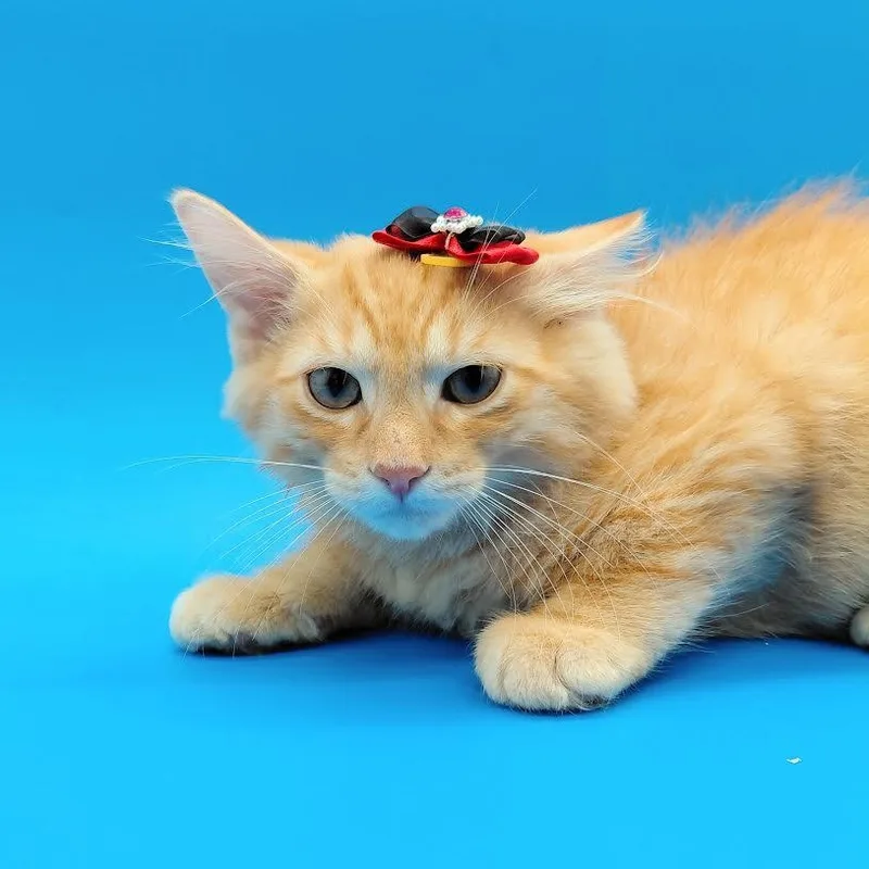 Peanut Butter thumbnail 5