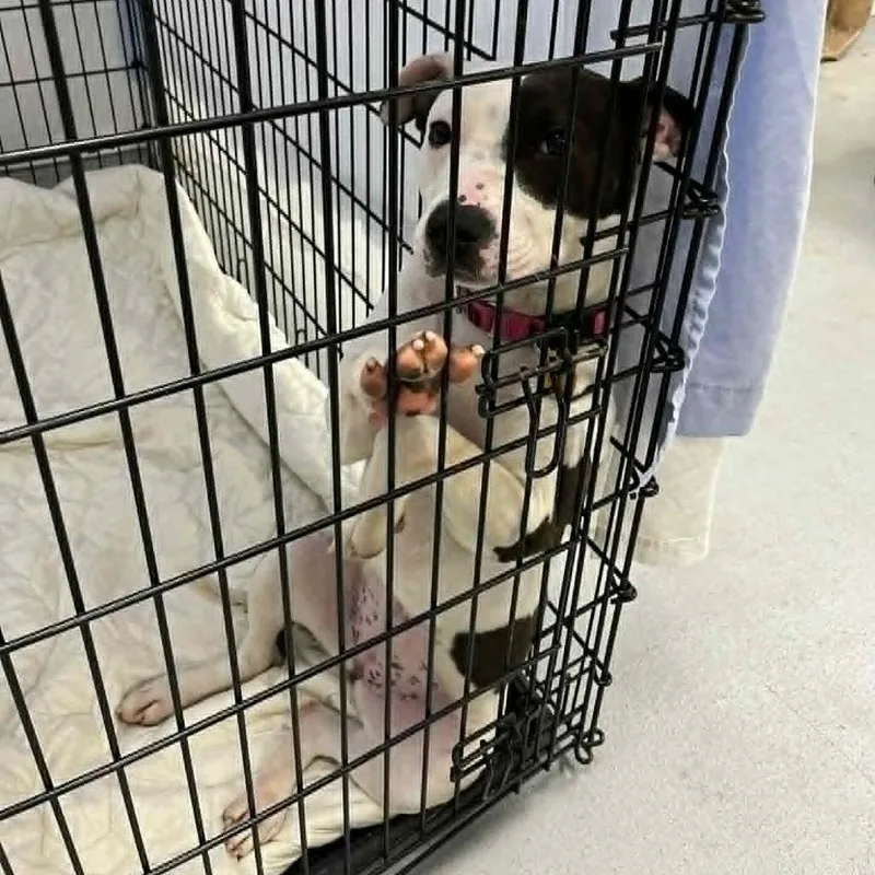 Starretta thumbnail 2