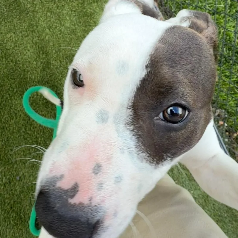 Starretta thumbnail 3