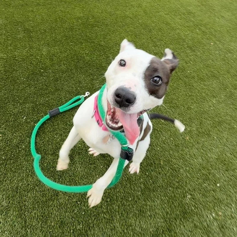 Starretta thumbnail 4