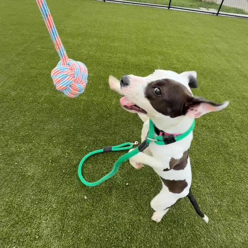 Starretta thumbnail 5