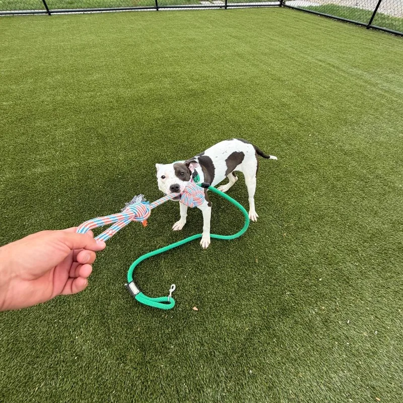 Starretta thumbnail 6