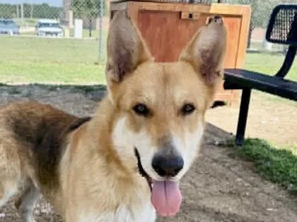 An adult large-sized male Apricot / Beige Mixed Breed dog named Ace for adoption in Georgetown, TX