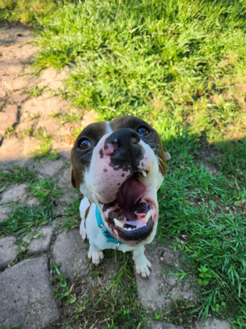 Maximillion thumbnail 2