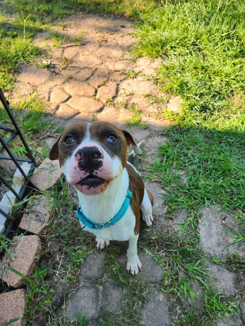 Maximillion thumbnail 3