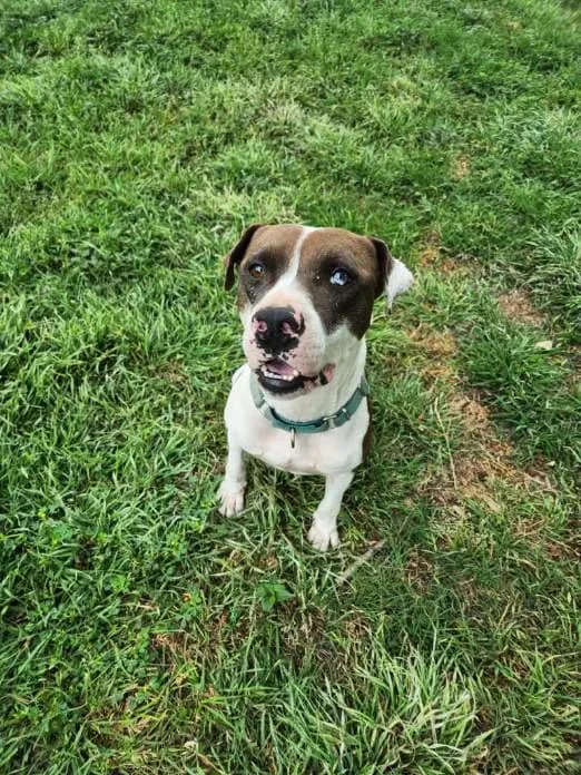 Maximillion thumbnail 4