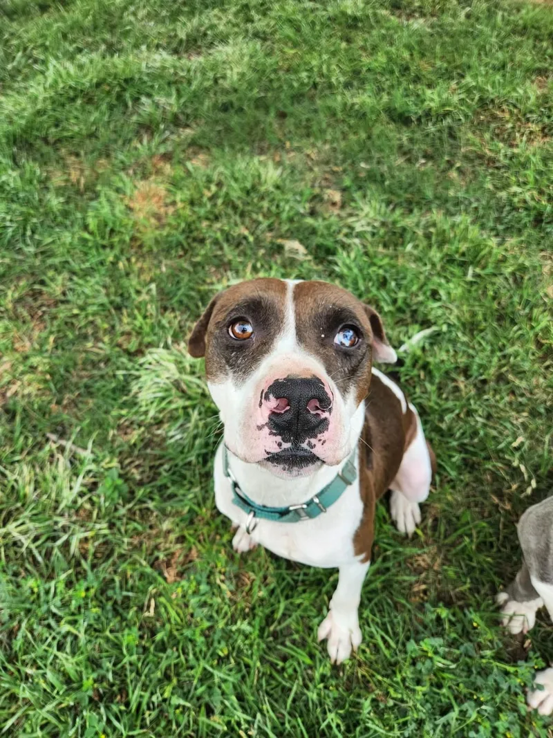 Maximillion thumbnail 5