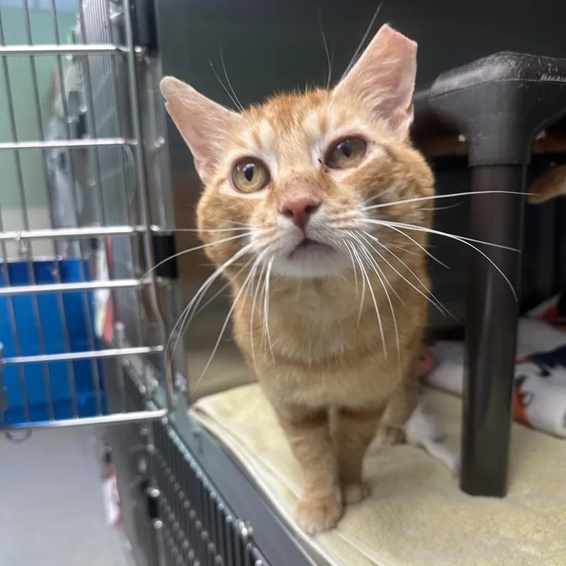 An adult large-sized male Orange / Red Domestic Short Hair cat named Clawde for adoption in Columbia Station, OH