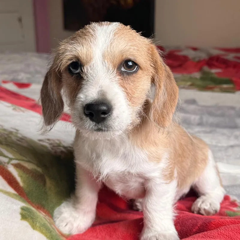 A baby small-sized male White / Cream Dachshund dog named Old Man Jenkins for adoption in West Richland, WA