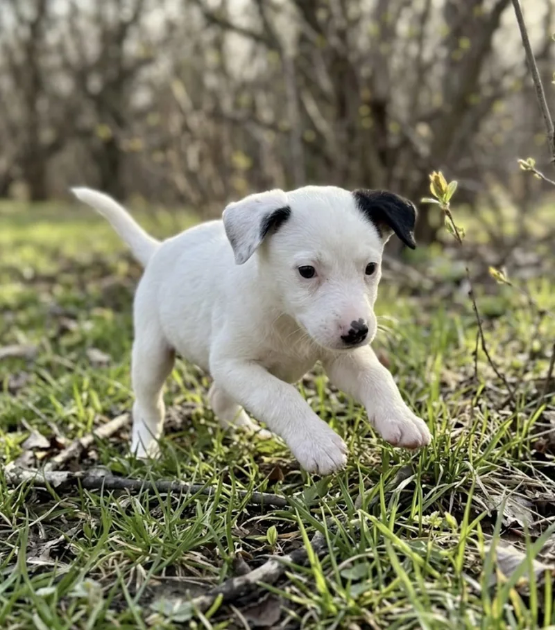 A baby medium-sized male Border Collie dog named Percy for adoption in Iron Ridge, WI