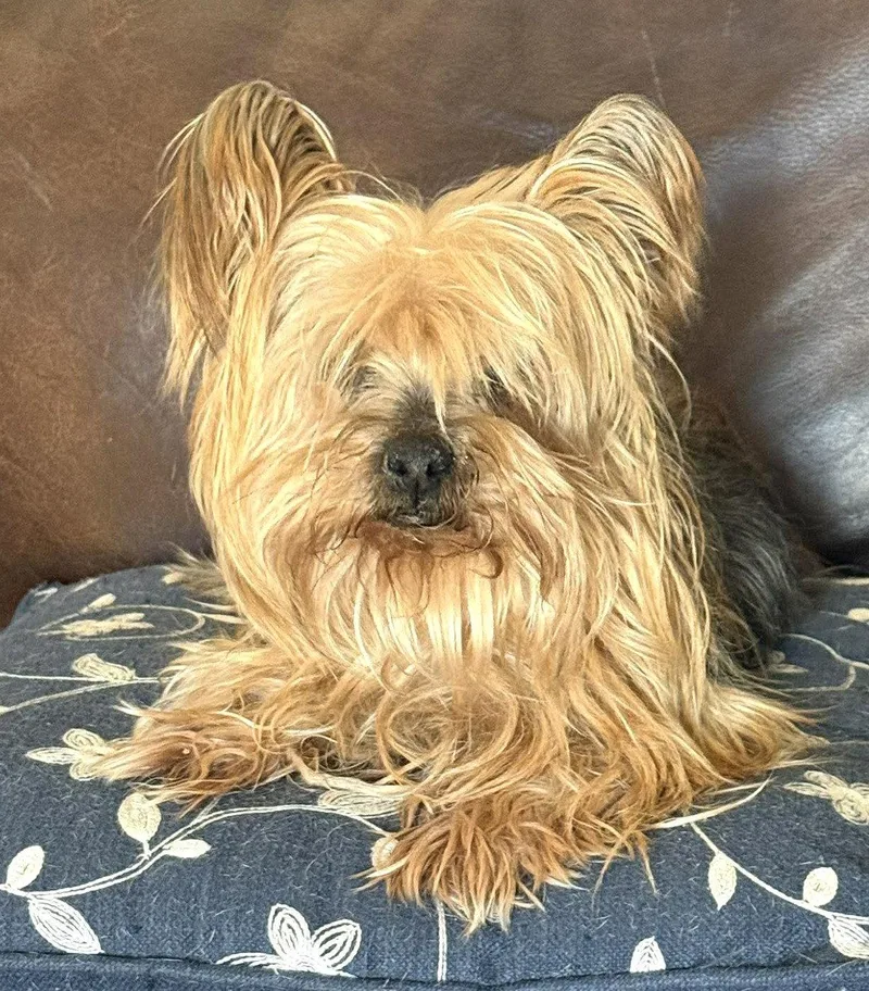 A senior small-sized female Yorkshire Terrier dog named Tammy Tx for adoption in Boonton, NJ