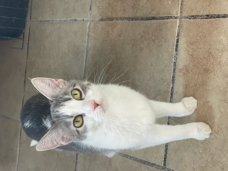An adult medium-sized female Gray & White Domestic Short Hair cat named Dash for adoption in Lacon, IL
