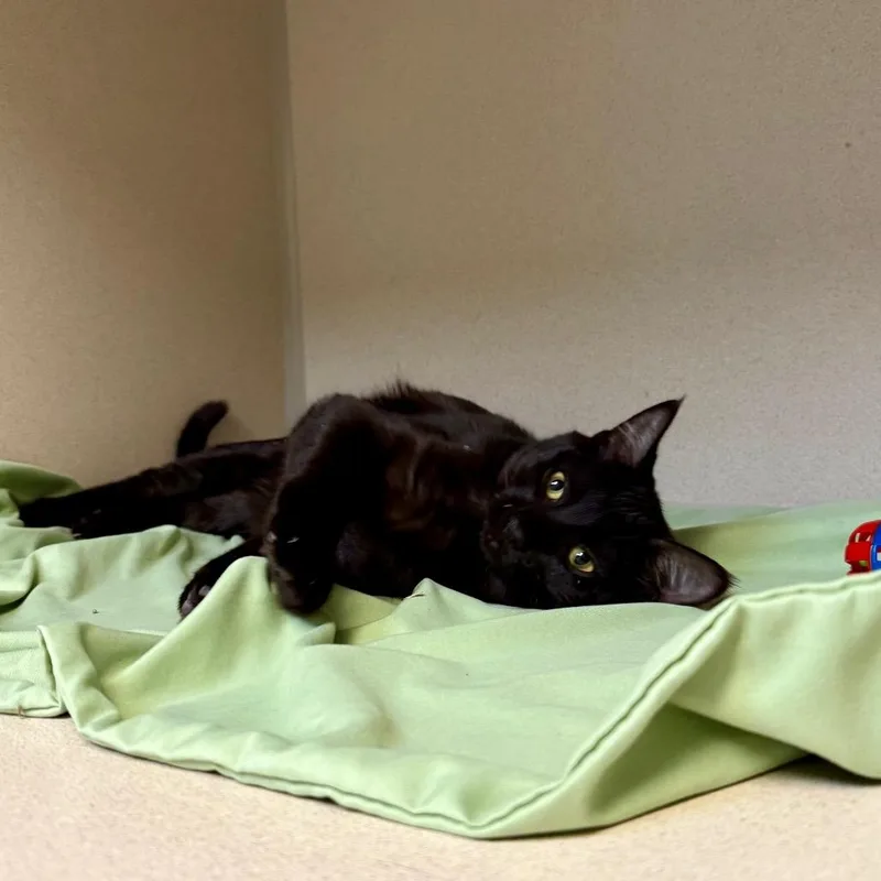 A young medium-sized female Black Domestic Short Hair cat named Tiffany for adoption in Great Falls, MT