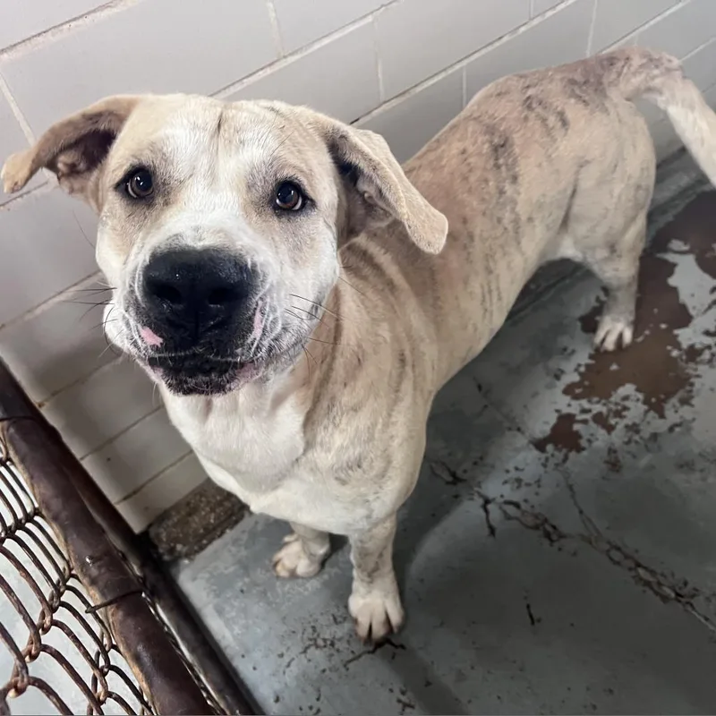 A senior extra large-sized male Yellow / Tan / Blond / Fawn Pit Bull Terrier dog named Dior for adoption in Edinburg, TX