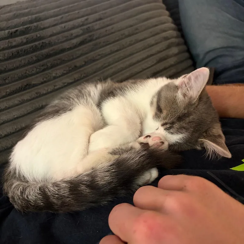 A baby small-sized male Gray / Blue / Silver Domestic Short Hair cat named Warlock for adoption in Buffalo, MN