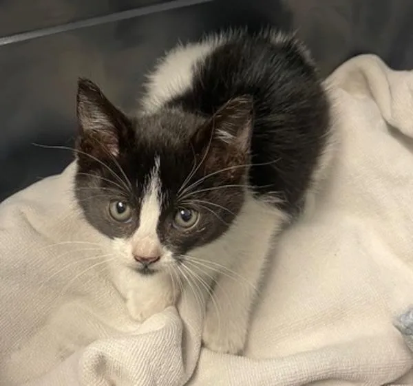 A baby small-sized female Domestic Short Hair cat named Swiffer for adoption in San Diego, CA