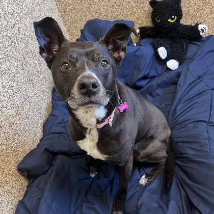 An adult medium-sized female Mixed Breed dog named Daisy for adoption in Merriam, KS