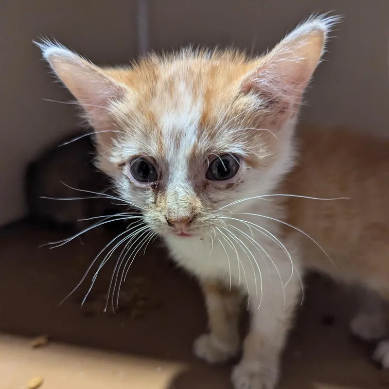 A baby small-sized female Domestic Short Hair cat named Plum for adoption in Jeffersonville, IN