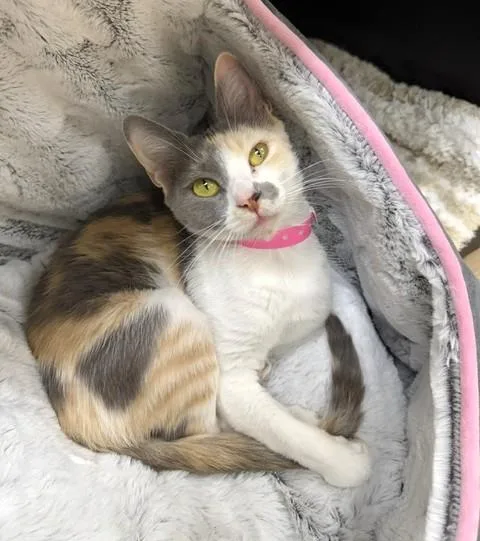 An adult medium-sized female Dilute Calico Domestic Short Hair cat named Lilac for adoption in Medina, OH