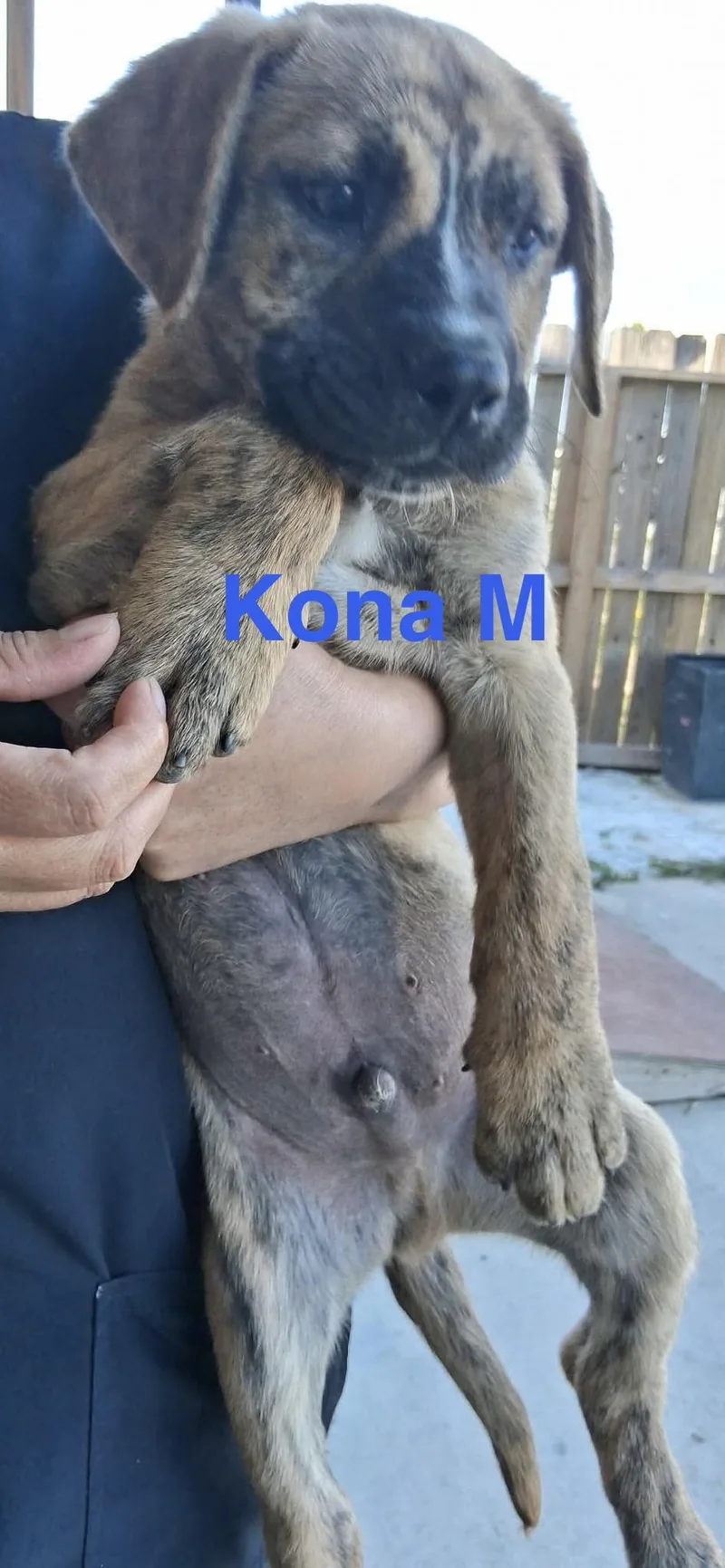 A baby medium-sized male German Shepherd Dog dog named Kona for adoption in Barkhamsted, CT