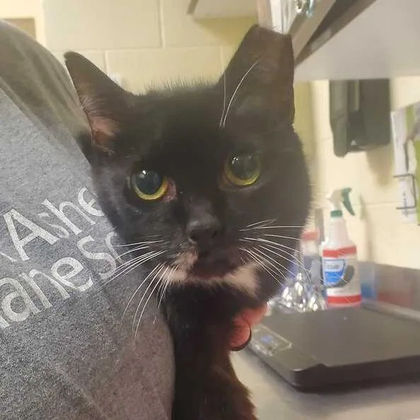 A senior medium-sized female Domestic Short Hair cat named Socks for adoption in Asheville, NC