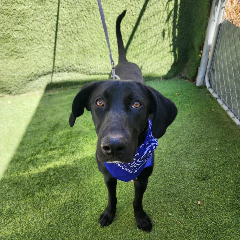 A young medium-sized male Black German Shorthaired Pointer dog named Marlin for adoption in Oak Point, TX