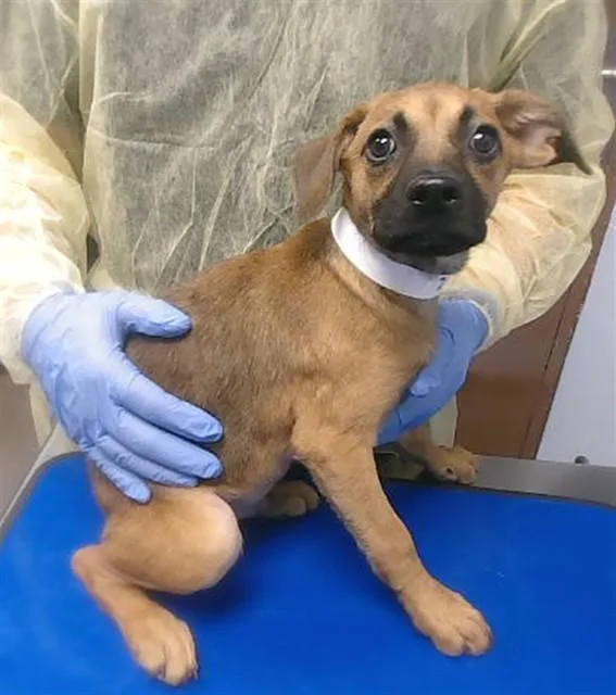 A baby large-sized male German Shepherd Dog dog named Frito for adoption in Phoenix, AZ